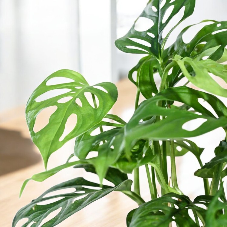 Broken Heart Plant (Monstera Plant)